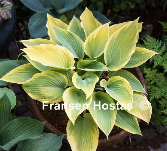 Hosta Apple Candy Fransen Hostas
